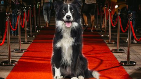 куче Оскари