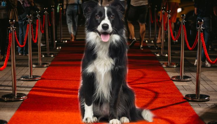 куче Оскари - ПО ЧЕРВЕНИЯ КИЛИМ: Куче се оказа голямата звезда на Оскарите! (СНИМКИ+ВИДЕО)
