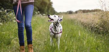 4 начина да разнообразите разходката на кучето си