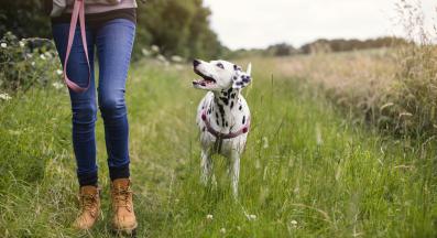 куче разходка