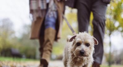 куче разходка