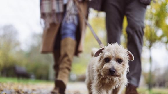 9 причини защо кучето ви ходи по-бавно