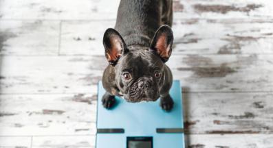 куче кантар