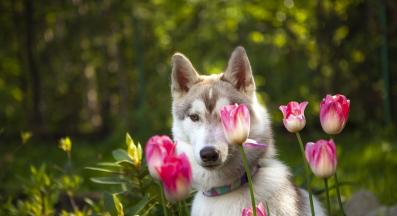 куче алергия