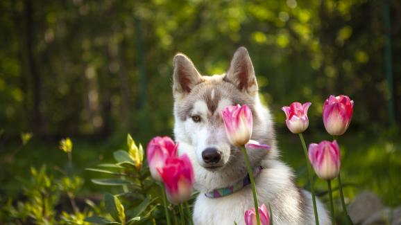 Страдат ли кучетата от сезонни алергии?