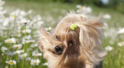 куче алергия
