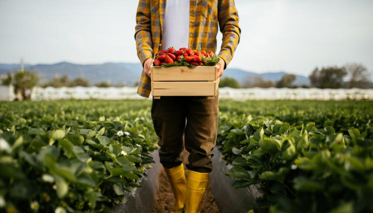 ягоди - Агро Телеграф: Не садете ягоди там, където е имало картофи