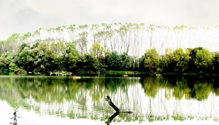 италия - Агро Телеграф: Италия се бори да спаси краля на ризотото