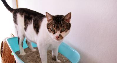 котка и тоалетна