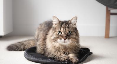 домашна котка