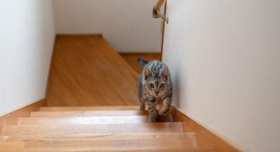 домашна котка