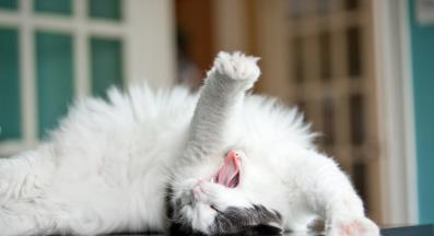 котка се прозява