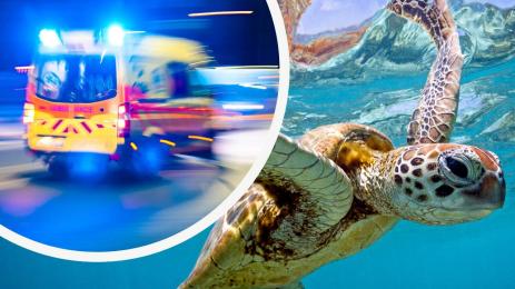 костенурка линейка