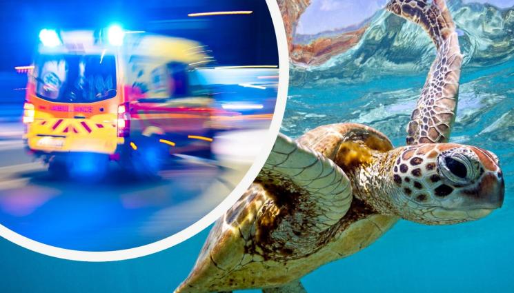 костенурка линейка - СТРАШЕН МОР: Осем деца починаха, след като ядоха месо от костенурка в Занзибар