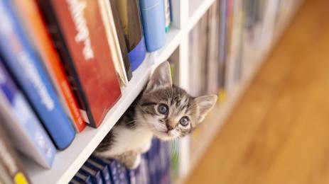 котарак библиотека