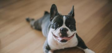 10 породи кучета, които се адаптират изненадващо добре към живота в апартамент