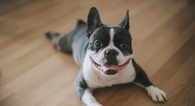 Бостън териер