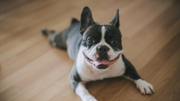 10 породи кучета, които се адаптират изненадващо добре към живота в апартамент
