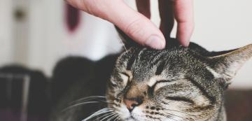 Кастриране на котката: пътят към по-здрав и по-щастлив домашен любимец