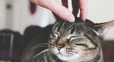 домашна котка