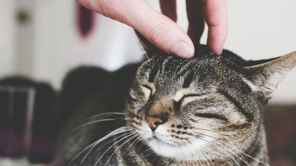 Кастриране на котката: пътят към по-здрав и по-щастлив домашен любимец