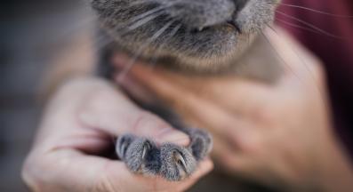 драскотина от котка