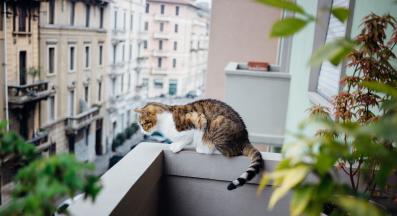 котка на балкон