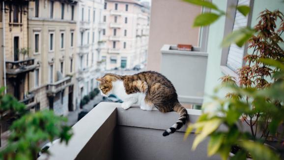 Котката ми би ли скочила от балкона?