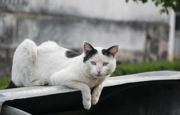 котка на балкон