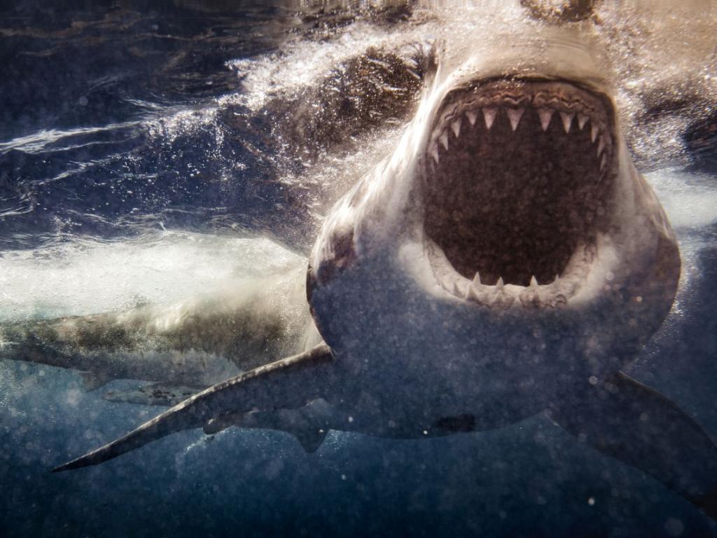 Епичните пътешествия на конкретна голяма бяла акула назована Либет дават