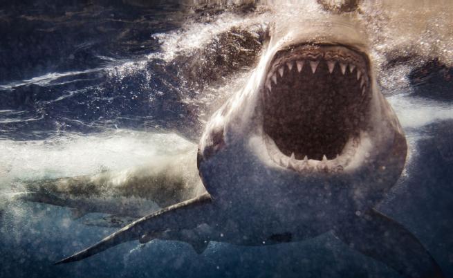 Странстванията на голяма бяла акула подсказват на учените как да опазват този животински вид