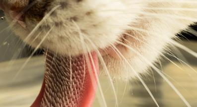 котка ближе