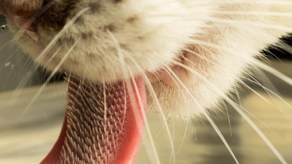 Котките имат ли антисептични езици?