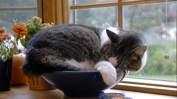 Защо котките променят местата си за спане