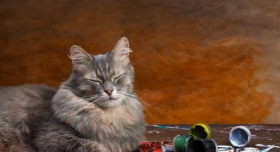 котка и боя