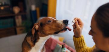 Витамин C за кучета: Ползи и приложения
