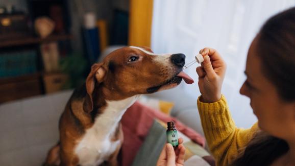 Витамин C за кучета: Ползи и приложения