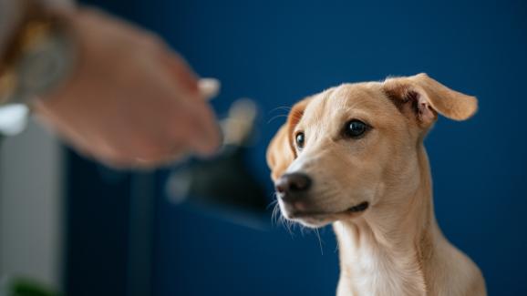 Можем ли да дадем човешки пробиотик на кучето си