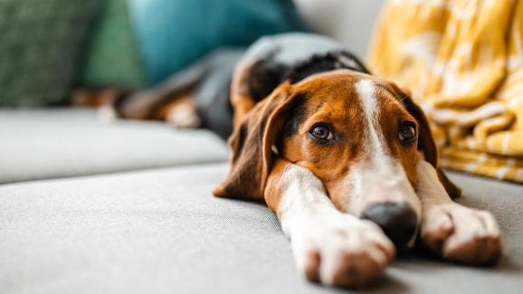 8 начина кучето ви да се чувства по-малко самотно