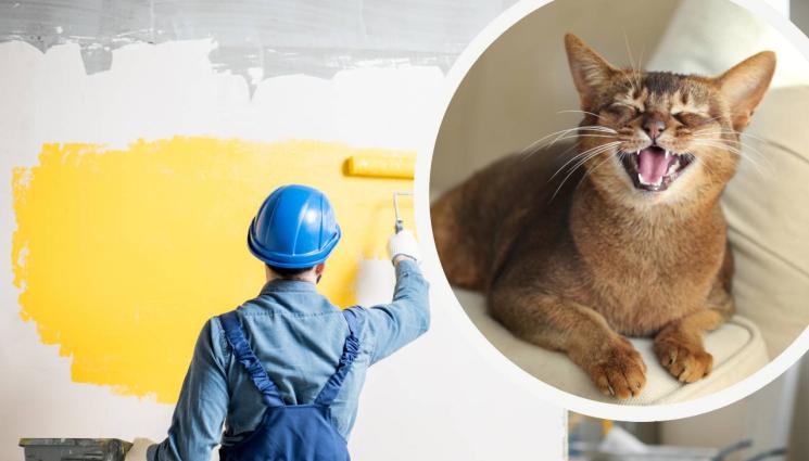 ремонт котка - БАШ МАЙСТОРА: Стените мяукат след ремонт! (ВИДЕО)