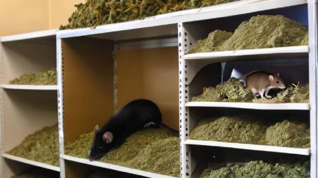 плъхове марихуана