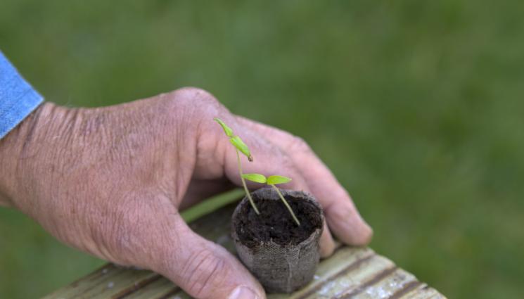 раздас - ПРАКТИЧНИ СЪВЕТИ: Кога да засадим доматите според лунния календар