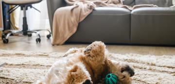 5 причини защо кучето ви се търкаля върху играчките си