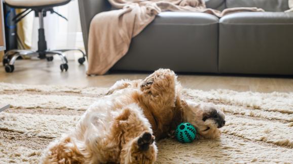5 причини защо кучето ви се търкаля върху играчките си