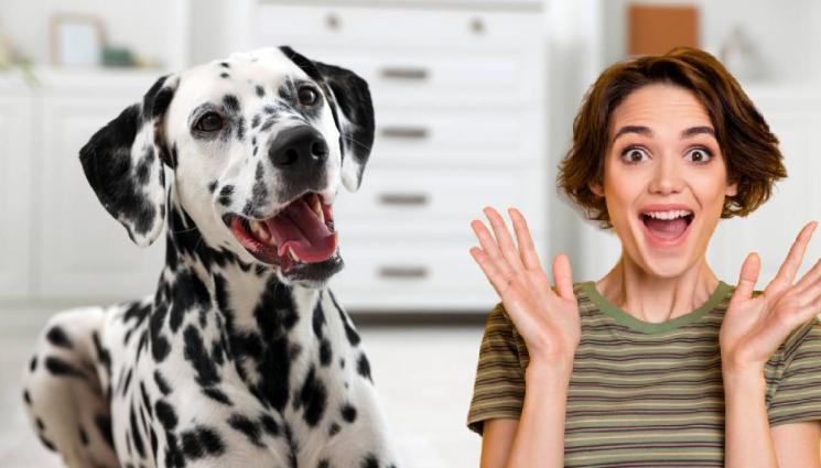 куче - ЛЮБОВ НА ЧЕТИРИ ЛАПИ: Играта с кучета облекчава стреса