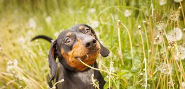 Защо кучето ми изведнъж започна да яде трева като лудо?