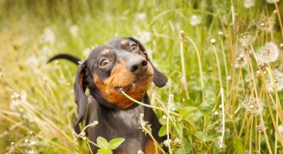 куче яде трева