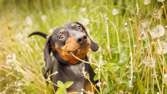 Защо кучето ми изведнъж започна да яде трева като лудо?