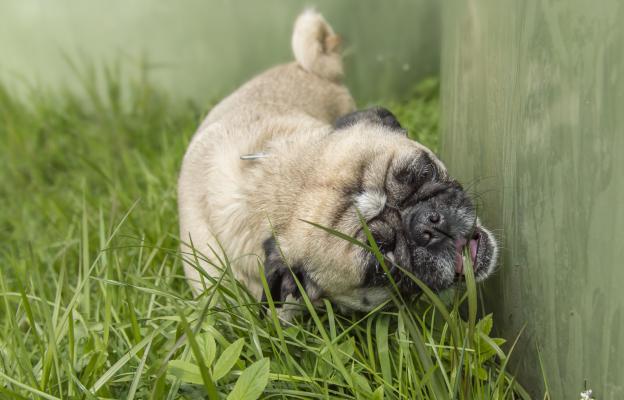 куче яде трева