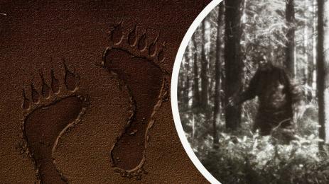 невидими космати